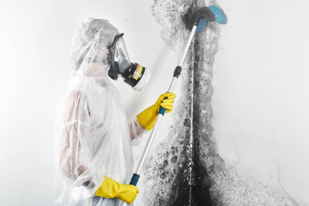 Best Mold Documentation for Insurance Claims  in Webb City, MO